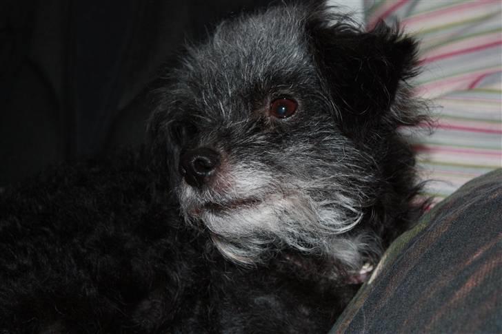 Blanding af racer Perle <3 - Så smuk og venlig <3 billede 20