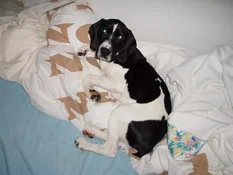 Blanding af racer MIKKEL <3  * Død :'( - Den søde lille Mikkel <33 billede 5