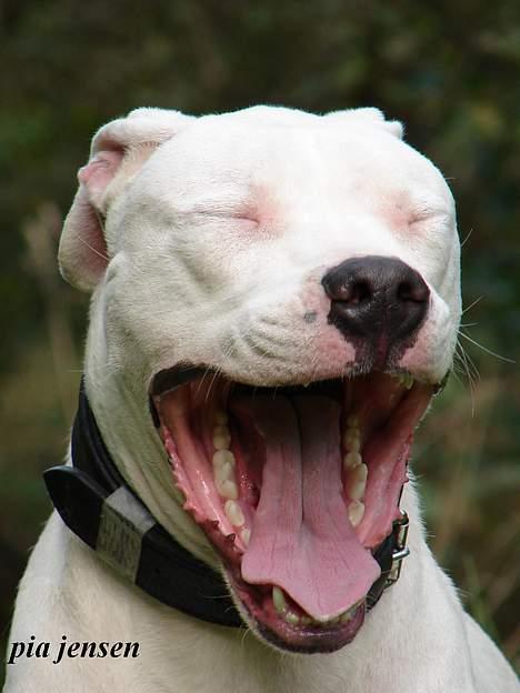 Dogo argentino loco billede 7