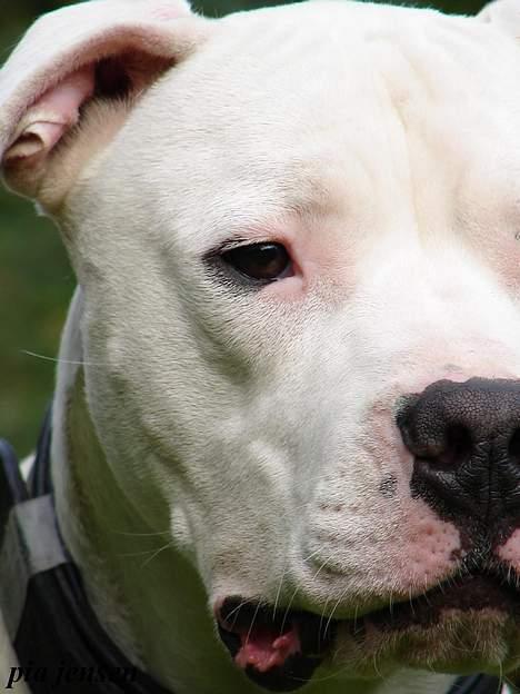 Dogo argentino loco billede 8