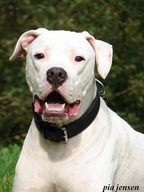 Dogo argentino loco billede 9