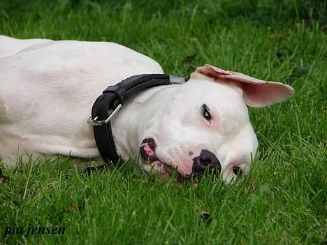 Dogo argentino loco billede 10