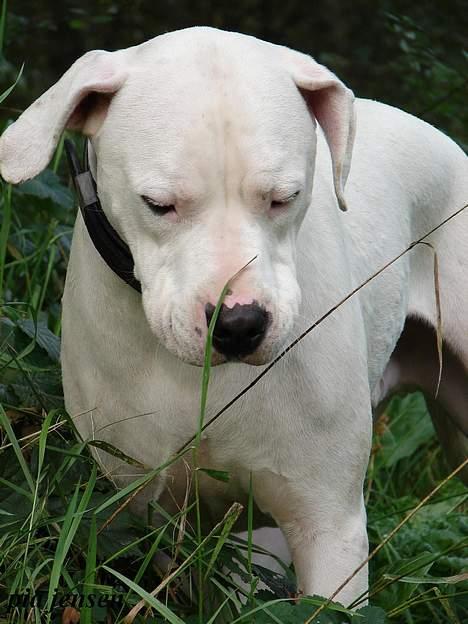 Dogo argentino loco billede 11