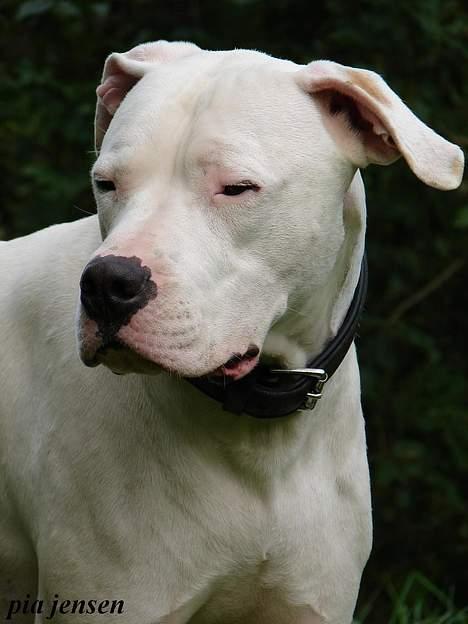 Dogo argentino loco billede 12