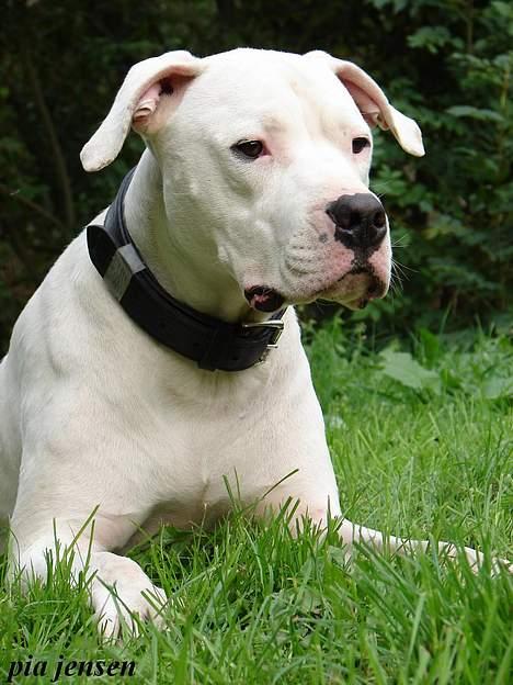 Dogo argentino loco billede 13