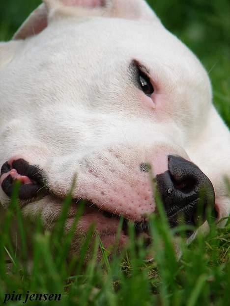 Dogo argentino loco billede 14