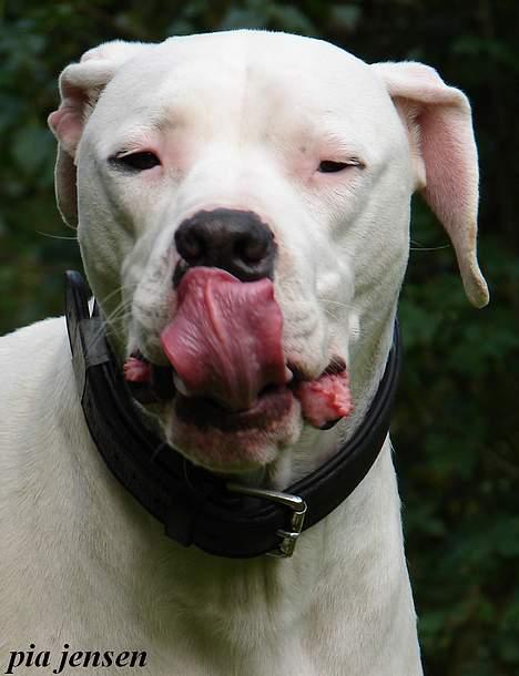 Dogo argentino loco billede 15