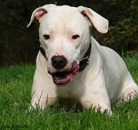 Dogo argentino loco billede 16