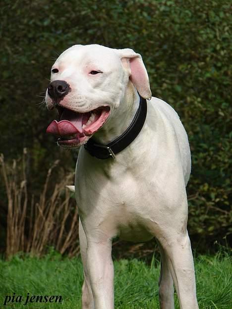 Dogo argentino loco billede 17