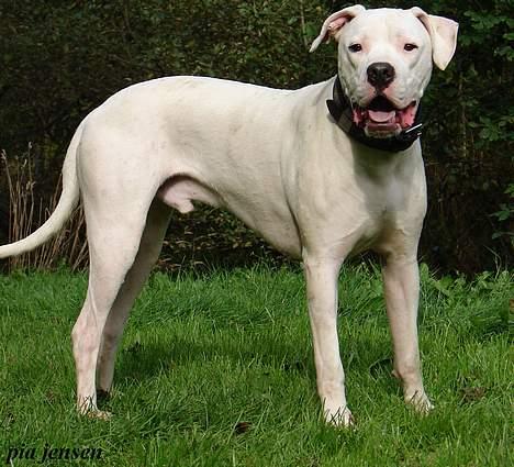 Dogo argentino loco billede 18