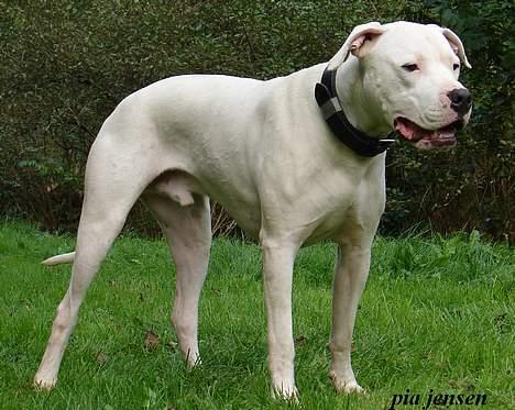 Dogo argentino loco billede 19
