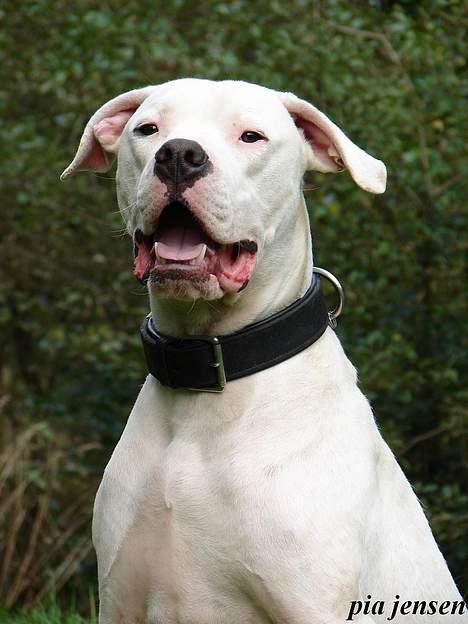 Dogo argentino loco billede 20