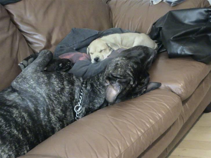 Dogo canario Flemming billede 8