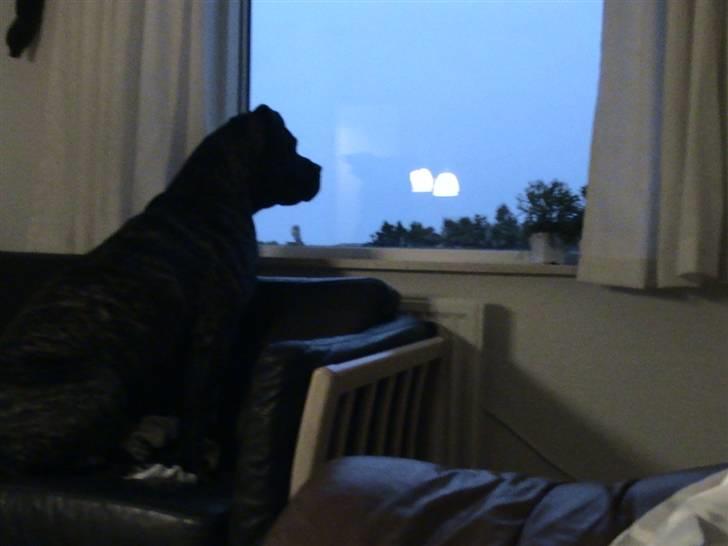 Dogo canario Flemming billede 9