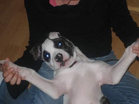 Amerikansk bulldog Aicha - er jeg ikke bare lækker billede 6