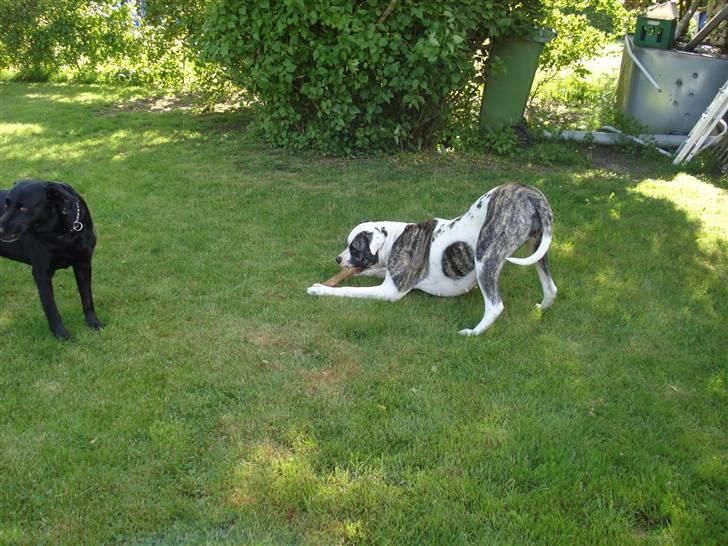 Amerikansk bulldog Aicha - salat er sundt billede 7