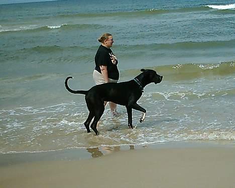 Grand danois Walder *(død)* - Walder var for første gang i vand. men det var for koldt. billede 11