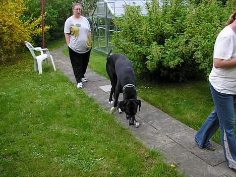 Grand danois Walder *(død)* - her lugter af noget mor, det virker lidt spændende... billede 12