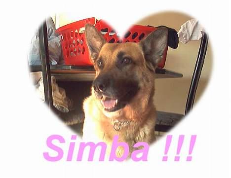 Blanding af racer Simba - Min dejlig simba billede 1