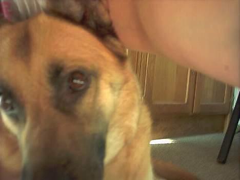 Blanding af racer Simba - Jeg holder øje med dig billede 2