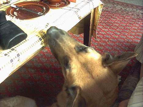 Blanding af racer Simba - mmmh mon om der er noget på bordet jeg kan snuppe mens de ikk kigger billede 3