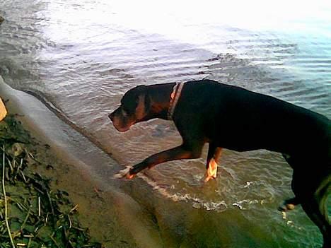 Grand danois Walder *(død)* - Det her er lige mig, ihh hvor er det bare dejligt at selv at kunne gå ud i vandet helt af mig selv.. billede 13