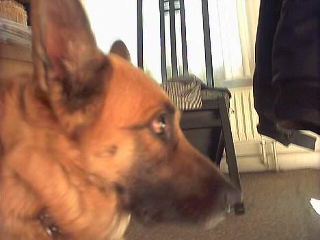 Blanding af racer Simba - tææææt på billede 4