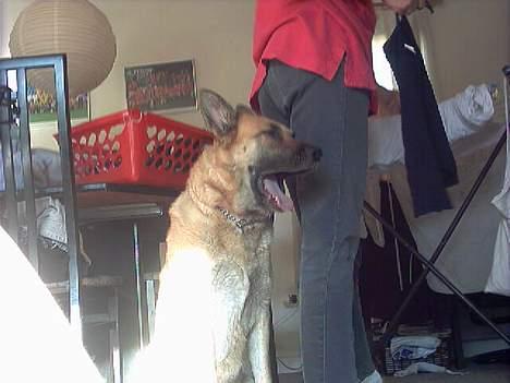 Blanding af racer Simba - hmmm jeg er træt,... mor skal vi spise??? billede 5