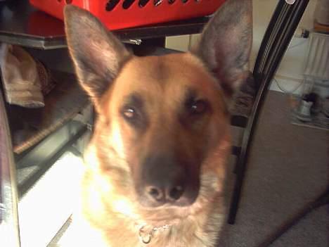 Blanding af racer Simba - Kigger du på mig??? billede 6