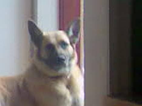 Blanding af racer Simba - Jeg ved jeg er smukk billede 7