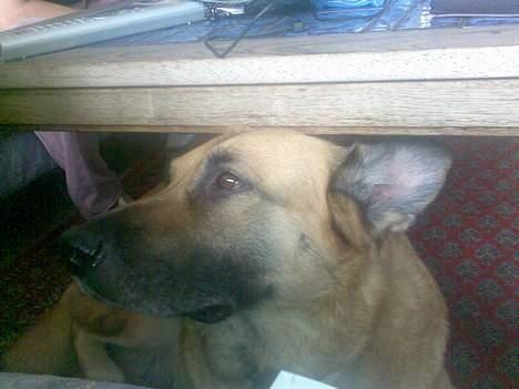 Blanding af racer Simba - Her ligger jeg jo rigtig godt,.. billede 8