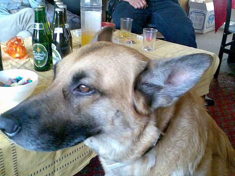 Blanding af racer Simba - kig ik på mig jeg tikker overhoved ikk billede 9