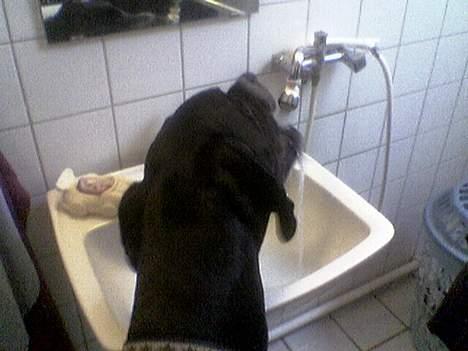 Grand danois Walder *(død)* - Ja der snakkes om at dyrene skal have rent drikkevand, ja Walder tager selv for sig af det rene vand, nemlig af vandhanen. kun når vi er ud på besøg hos familien drikker han af vandhanen, så sviner han ikke. billede 14