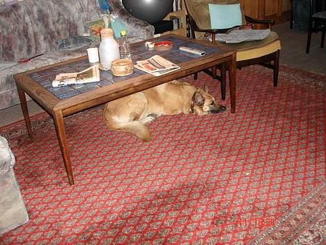 Blanding af racer Simba - ja det er så mig under bordet billede 10