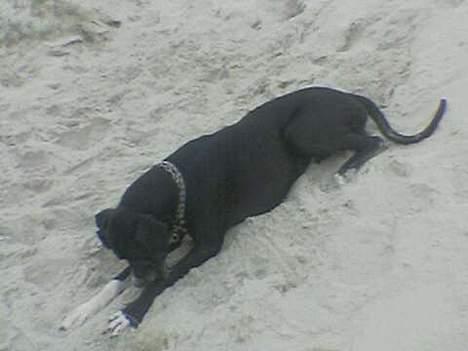 Grand danois Walder *(død)* - Ja når det er varmt på ferien så finder walder selv sin måde at køle sig af på, og noget så skønt som sand man kan grave og lege i.. Og så lugter det jo meget godt syntes Walder billede 15