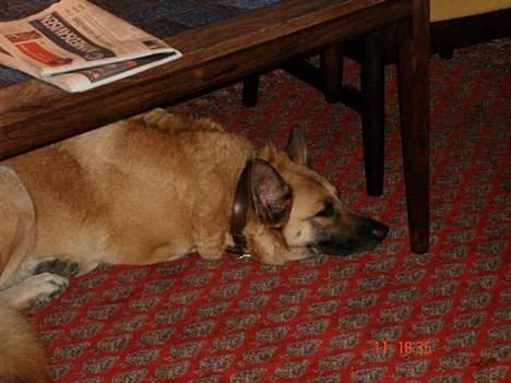 Blanding af racer Simba - meee :) billede 11