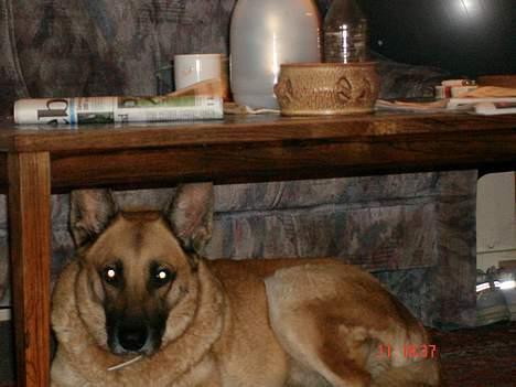 Blanding af racer Simba - Det er mig der ligger her... billede 12