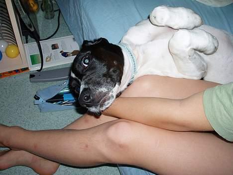 Blanding af racer MIKKEL <3  * Død :'( - Mikkel og min lille bror (Martin) :b billede 6