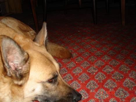 Blanding af racer Simba billede 13