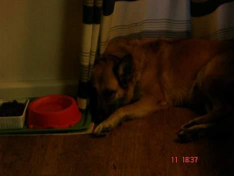 Blanding af racer Simba billede 14