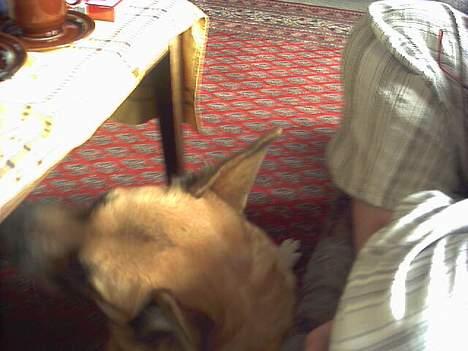 Blanding af racer Simba billede 15