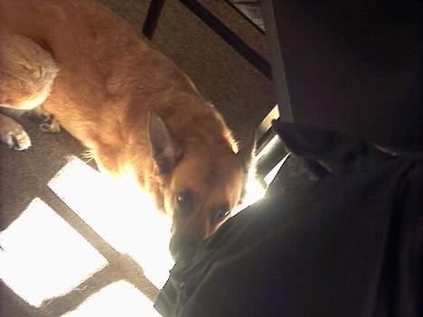 Blanding af racer Simba billede 16