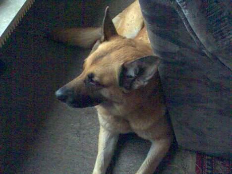 Blanding af racer Simba billede 17