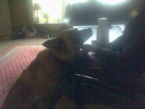 Blanding af racer Simba billede 18