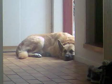 Blanding af racer Simba billede 19