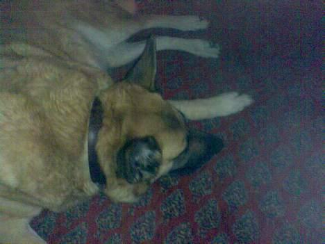 Blanding af racer Simba billede 20