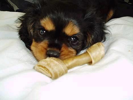 Cavalier king charles spaniel Chili - På dette billed er jeg 9 uger gammel.......Er jeg ikke dejlig  :o) billede 1