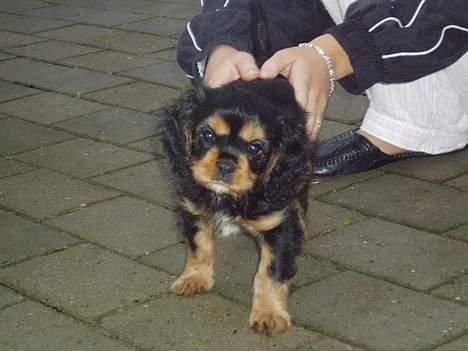 Cavalier king charles spaniel Chili - Lige ude på min morgentur billede 2