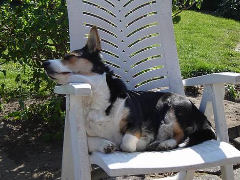 Welsh corgi cardigan A&H Faarup Wimmer - Så! nu er det min stol billede 19