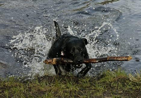 Labrador retriever Binka - *NYT* billede 11